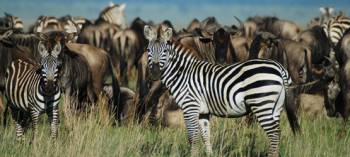 3 Days Tanzania Safari Tour