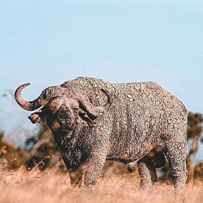 5 Days Tanzania Safari Tour