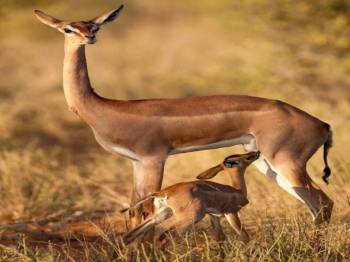 6 Days Tanzania Safari Tour