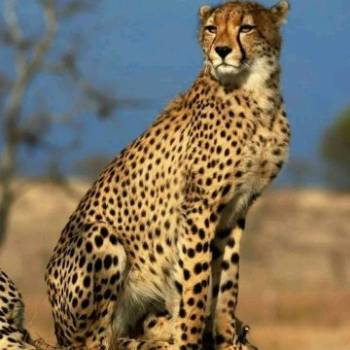 7 Days Tanzania Safari Tour