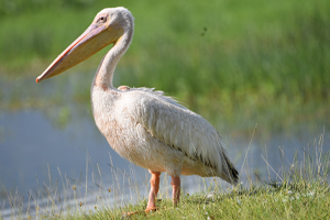 Ngorongoro Tour Packages