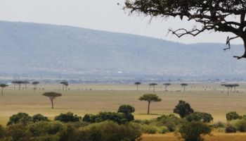 Elephants to Big Cats Safari