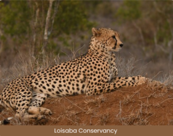 6N - 7D Eden Sky Safari Tour