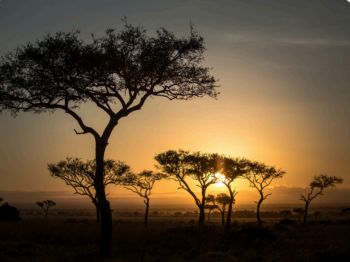 Elephants To Big Cats Safari Tour