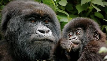Rwanda Gorilla Safari Tour