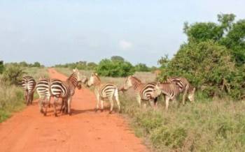 4 Days 3 Nights Tanzania Budget Camping Safari To Serengeti And Ngorongoro