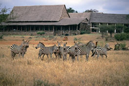3 Days 2 Nights Maasai Mara Group Joining Budget Safari With Landcruiser