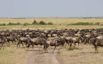 4 Days Masai Mara And Lake Nakuru Kenya Safari Tour
