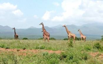 Nairobi Kenya Safaris 5D Aberdares - Mount Kenya - Lake Nakuru And Maasai Mara Tour