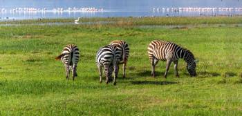 4 Days Masai Mara And Lake Nakuru Kenya Safari Package