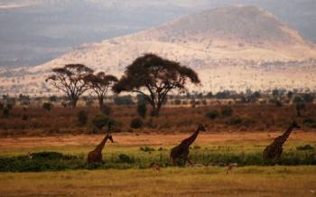 2 Days 1 Night African Wildlife Safari To Kenya’s Amboseli National Park Tour