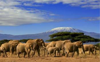 3 Days Amboseli Safari Tour