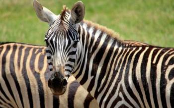 3 Days Tsavo West And Amboseli Safari From Mombasa