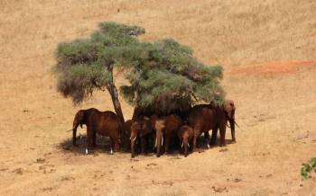 3 Days Tsavo East And Amboseli - African Wildlife Safari From Mombasa