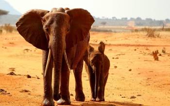 4D Mombasa Safari To Tsavo West - Amboseli And Tsavo East - Wildlife Watching Safari In Kenya