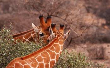 2 Days Tsavo East Africa Wildlife Safari Tour From Mombasa