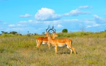 3 Days Tsavo East And West African Wildlife Safari From Mombasa