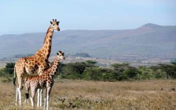 3 Days Tsavo East And Amboseli - African Wildlife Safari Tour From Mombasa