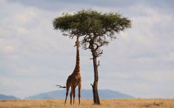 7D Tsavo East - Tsavo West - Amboseli - Masai Mara - Lake Nakuru - Bogoria Road Safari From Mombasa