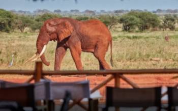 2 Days Mombasa Safari To Ngutuni Game Sanctuary - Wildlife Safaris In Africa