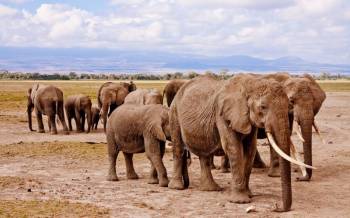 5D Mombasa Safaris To Tsavo East - Amboseli - Tsavo West And Taita Hills Saltlick