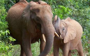 7D Shimba Hills-Tsavo East-Saltlick-Amboseli And Tsavo West - African Wildlife Safari From Mombasa