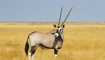 Safari Oryx 5-Day Adventure Tour