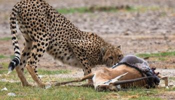 Jirani Connection Safari