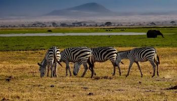 Jirani Connection Safari