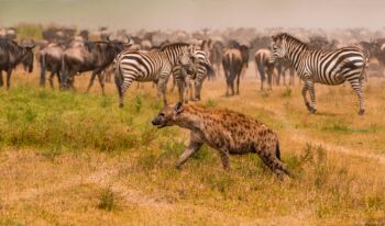 7 Days Nuru Prestine Safari Tour