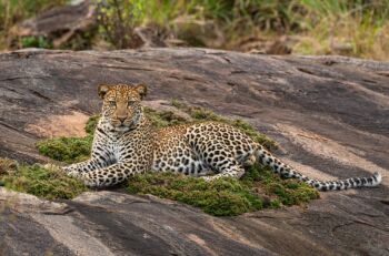 10 Days Safari And Island Collection Tour