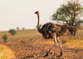 10 Days Nuru Grand Safari Tour