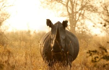 9 Days Big 5 And Great Migrations Safari Tour