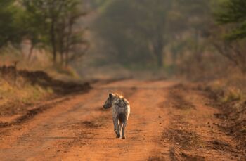 8 Days Special Celebration Safari Tour