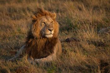 4 Days Suricate Safari Tour
