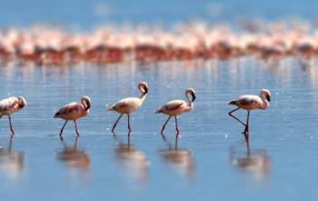 5 Days Flamingo Safari Tour