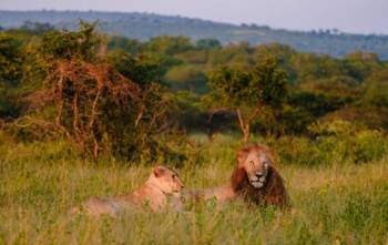 7 Days Lions Safari Tour
