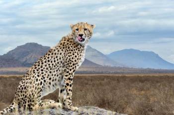 8 Days Cheetah Safari Tour