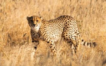 Ngorongoro Tour Packages