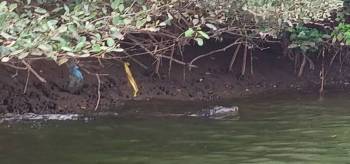 One Day Crocodile Trip In Goa