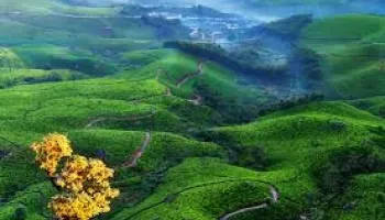 7N Cochin - Munnar - Thekkady - Alleppey - Kovalam Tour