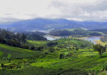 3 Night Ooty Tea Trails Tour