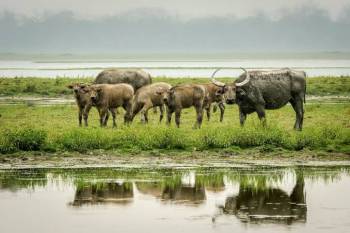 Assam Wildlife Tour - 4 Nights - 5 Days