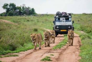 South Africa Safari - Adventure - 7N - 8D