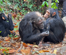 Gombe Stream Jane Goodall Legacy Chimp Safari Tour