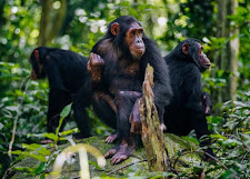 Mahale Mountains Remote Chimpanzee Pilgrimage Tour