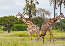 Katavi Expedition - Untamed Western Frontier Safari Tour