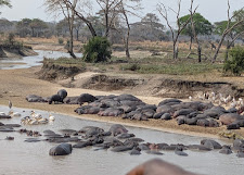 Katavi Expedition - Untamed Western Frontier Safari Tour