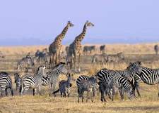 Katavi Expedition - Untamed Western Frontier Safari Tour
