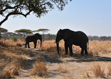 Katavi Expedition - Untamed Western Frontier Safari Tour